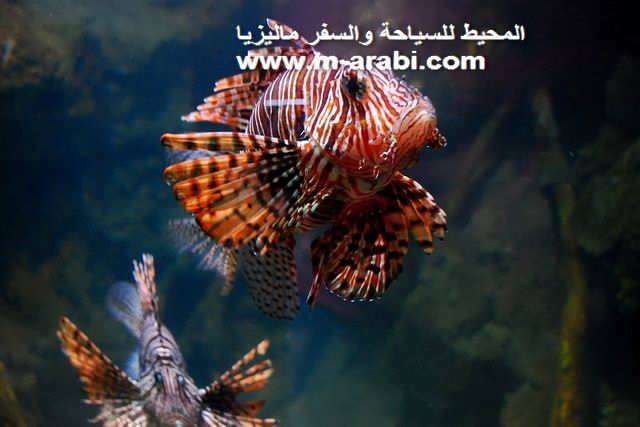       aquaria-klcc-picture