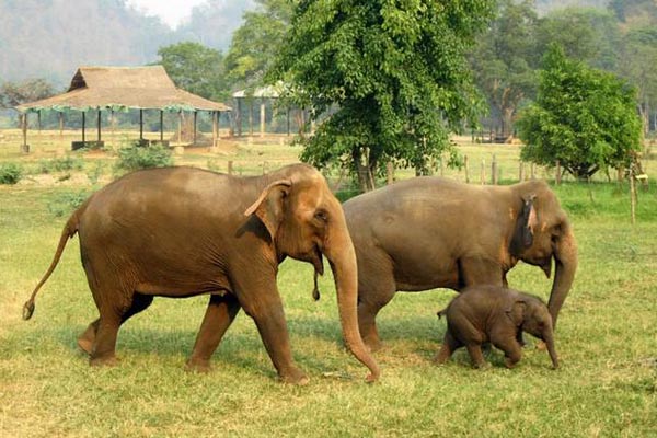 حديقة الفيلة