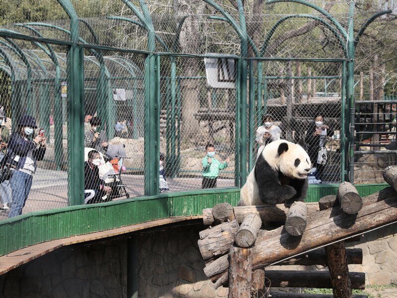 Beijing%20Zoo%202.jpg
