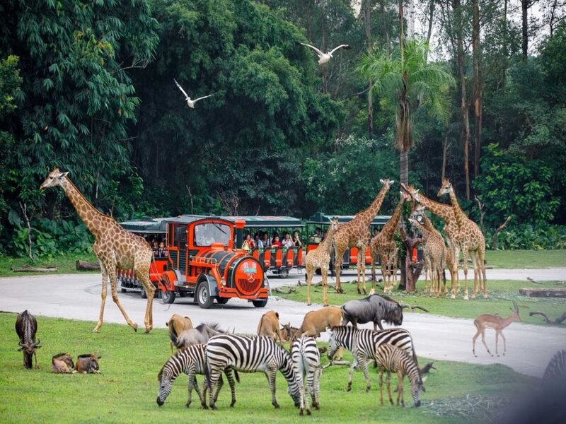 حديقة حيوانات غوانغجو Chimelong Safari Park