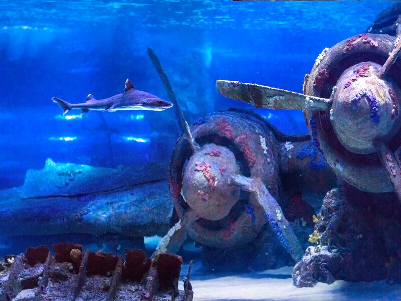 أكواريوم أنطاليا Antalya Aquarium