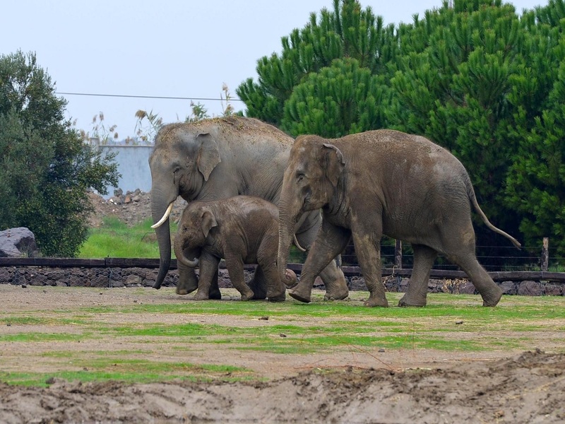 حديقة الحياة البرية في إزمير İzmir Wildlife Park