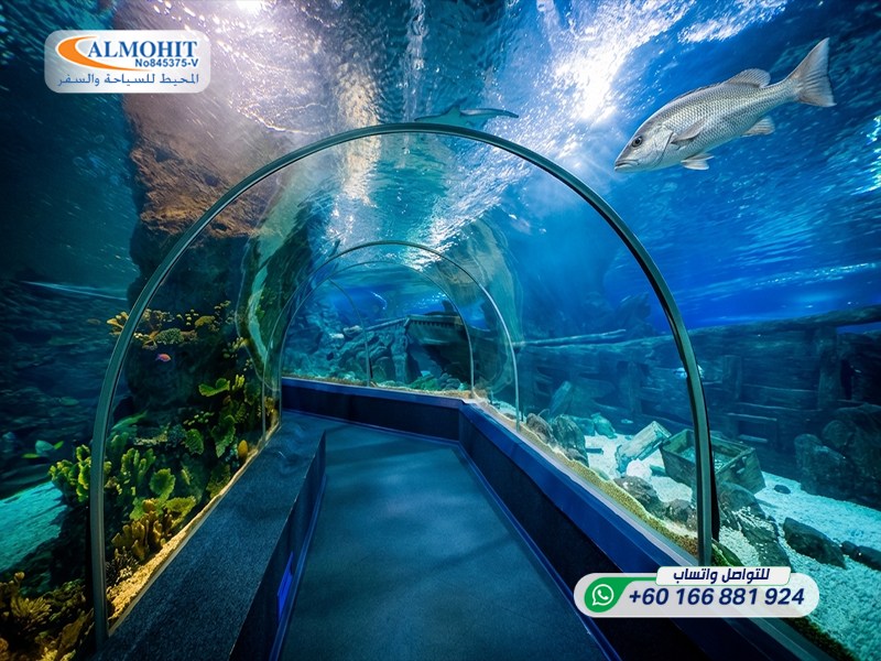 https://www.m-arabi.com/images/%D8%B1%D9%88%D8%B3%D9%8A%D8%A7/%D9%85%D8%AF%D9%8A%D9%86%D8%A9%20%D8%B3%D9%88%D8%AA%D8%B4%D9%8A/%D8%A7%D9%84%D8%A3%D9%85%D8%A7%D9%83%D9%86%20%D8%A7%D9%84%D8%B3%D9%8A%D8%A7%D8%AD%D9%8A%D8%A9/%D8%A3%D9%83%D9%88%D8%A7%D8%B1%D9%8A%D9%88%D9%85%20%D8%B3%D9%88%D8%AA%D8%B4%D9%8A/Sochi%20Discovery%20World%20Aquarium6-ink.jpeg