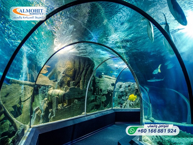 https://www.m-arabi.com/images/%D8%B1%D9%88%D8%B3%D9%8A%D8%A7/%D9%85%D8%AF%D9%8A%D9%86%D8%A9%20%D8%B3%D9%88%D8%AA%D8%B4%D9%8A/%D8%A7%D9%84%D8%A3%D9%85%D8%A7%D9%83%D9%86%20%D8%A7%D9%84%D8%B3%D9%8A%D8%A7%D8%AD%D9%8A%D8%A9/%D8%A3%D9%83%D9%88%D8%A7%D8%B1%D9%8A%D9%88%D9%85%20%D8%B3%D9%88%D8%AA%D8%B4%D9%8A/Sochi%20Discovery%20World%20Aquarium6-ink.jpeg