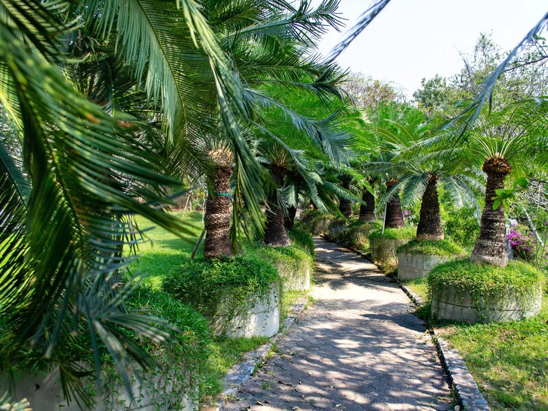 حديقة دندرا النباتية Sochi Arboretum Park