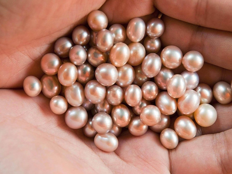 مزرعة اللؤلؤ  Pearl Farm