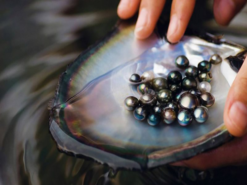 مزرعة اللؤلؤ  Pearl Farm