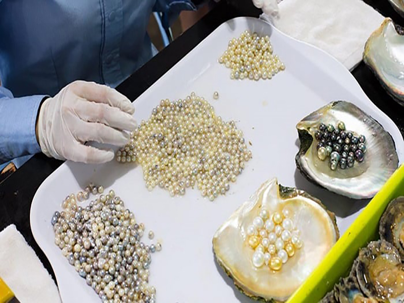مزرعة اللؤلؤ  Pearl Farm