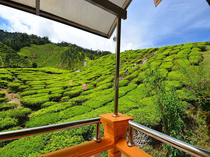 وادي الشاي في كاميرون (Cameron Valley Tea)