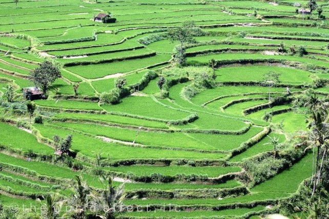 مزارع الارز في بالي | الأنشطة في مزارع الارز بالي اندونيسيا