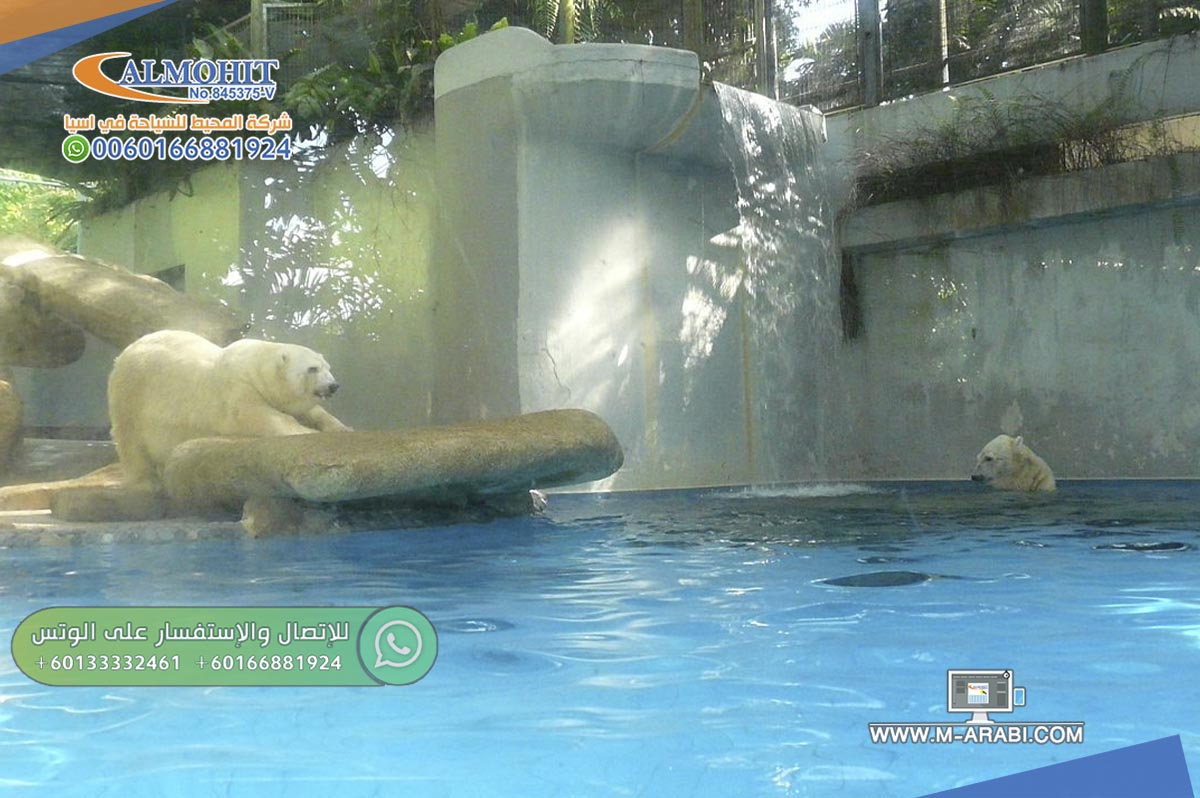 الدببة القطبية في حديقة الحيوانات سنغافورة