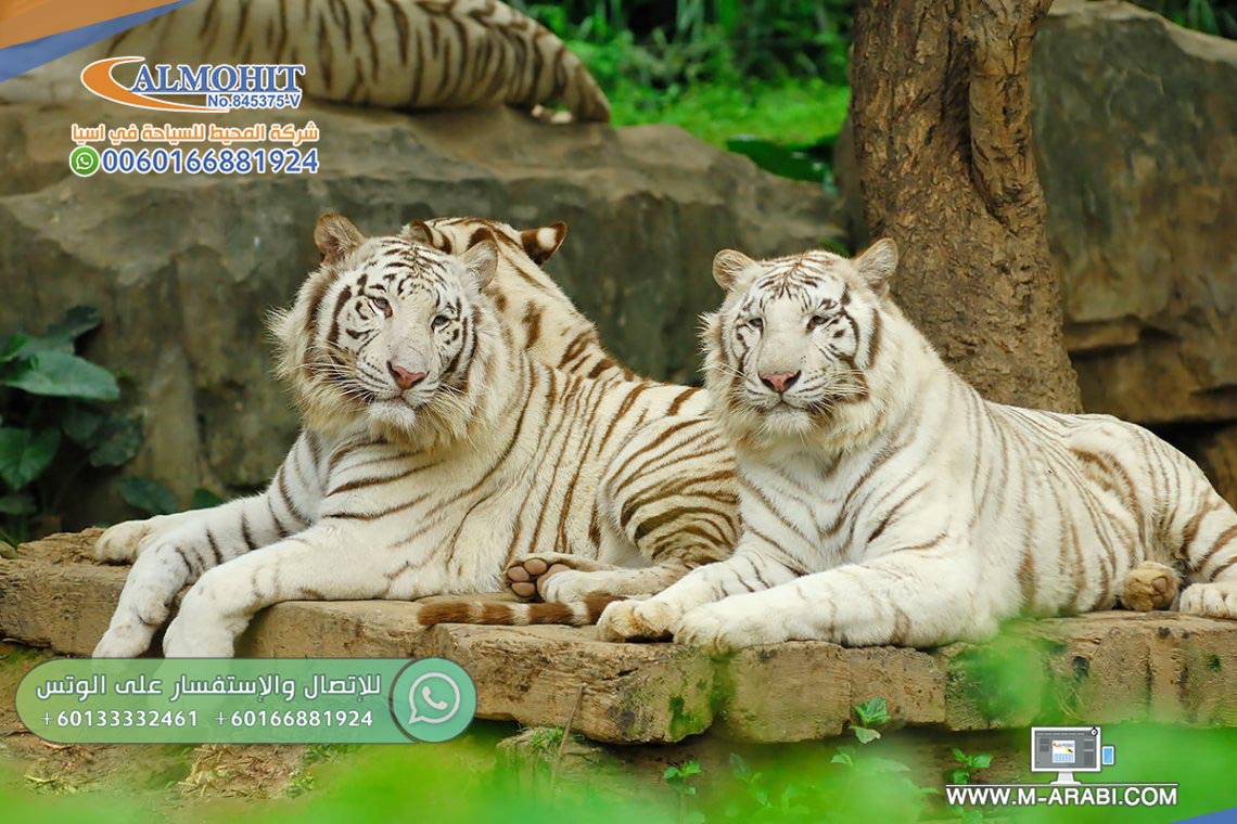 حديقة الحيوانات شنغماي