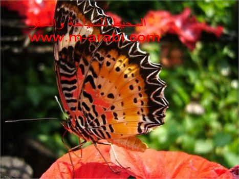 اليوم السياحي الثاني في بينانج - حديقة التوابل - حديقة الفراشات - حديقة الفواكة - الشلالات