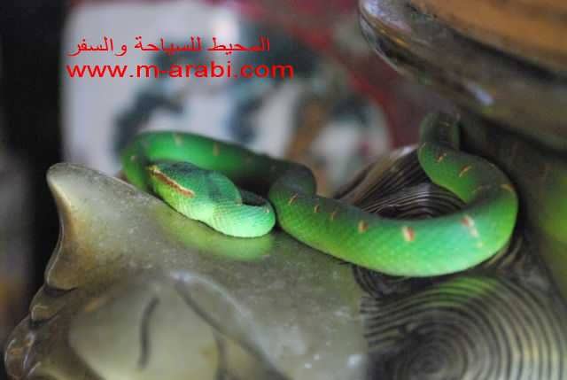 معبد الأفعى فى بينانج Penang Snake Tempel