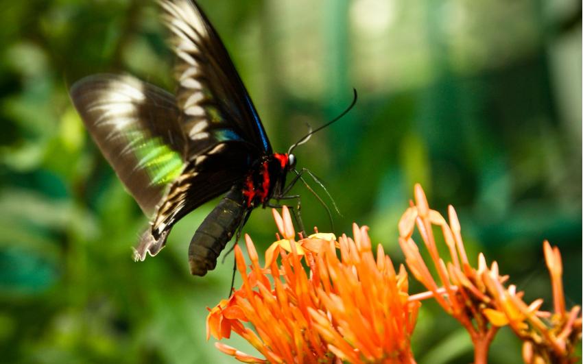 حديقة الفراشات كاميرون هايلاند