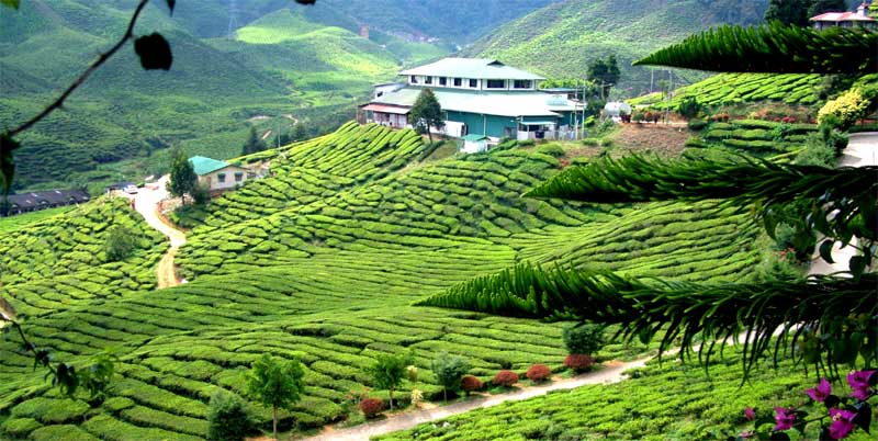 Boh-Tea-Plantation-and-Factor.jpg