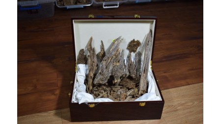 العود الماليزي