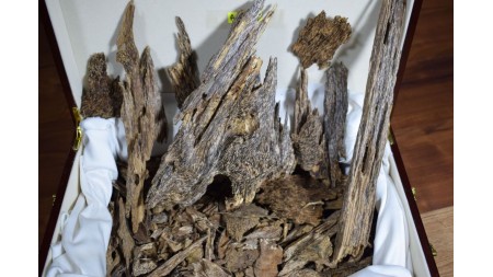 العود الكمبودي