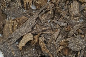 Super Malaysian Oud 2 Super Malaysian Oud 2
