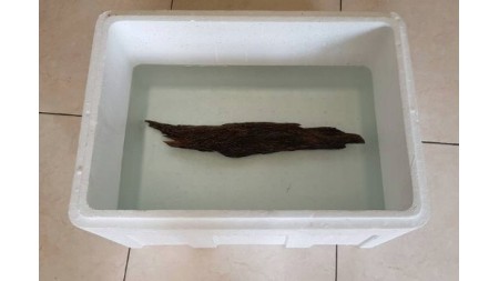 عود ترابل سوبر غطاس عود ترابل سوبر غطاس