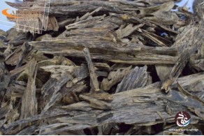Brunei oud, big break AR6 Brunei oud, big break AR6