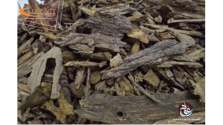 عود بروناي متوسط دقه AR7 عود بروناي متوسط دقه AR7