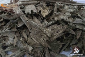 Vietnamese oud, Indian Sioufi AV3