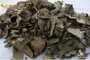 Vietnamese oud large snails AV4