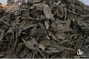 Vietnamese Oud Super AV7 Vietnamese Oud Super AV7