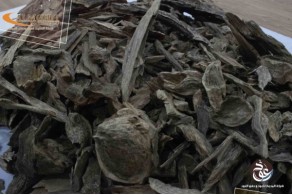 Malaysian oud Ipoh AZ48 Malaysian oud Ipoh AZ48