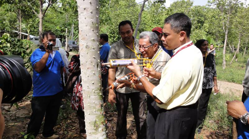 عود,كيف يتم استزراع العود؟