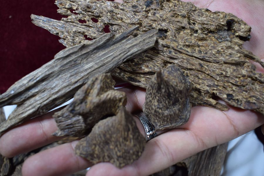 عود ماليزي ازرق غطاس عود ماليزي ازرق غطاس