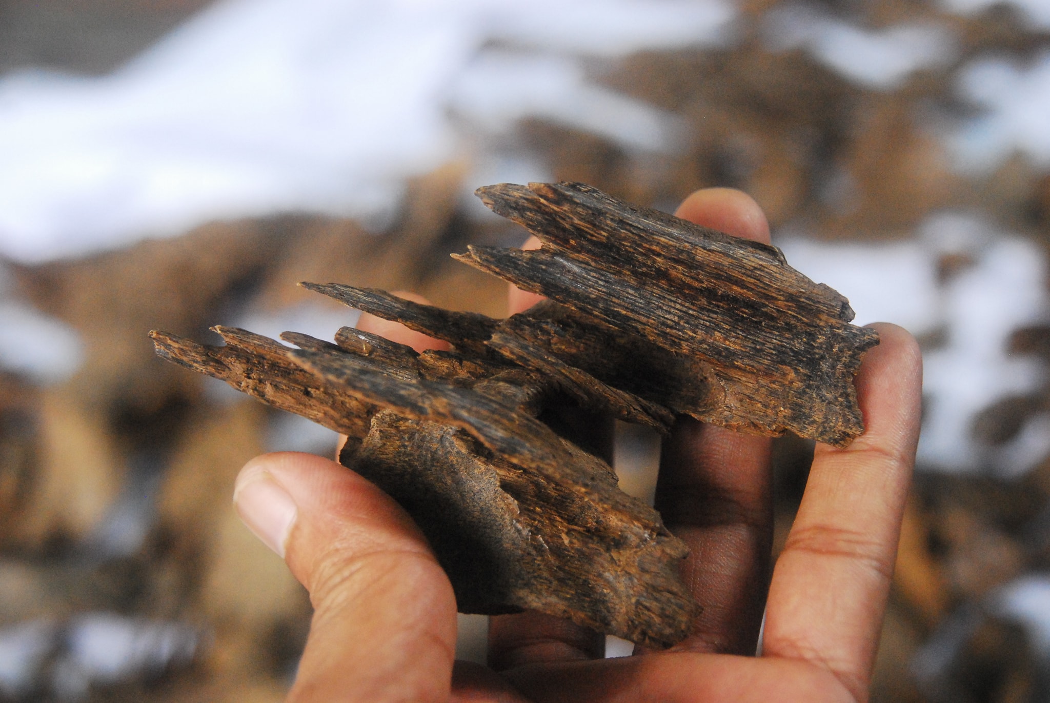 العود البورمي