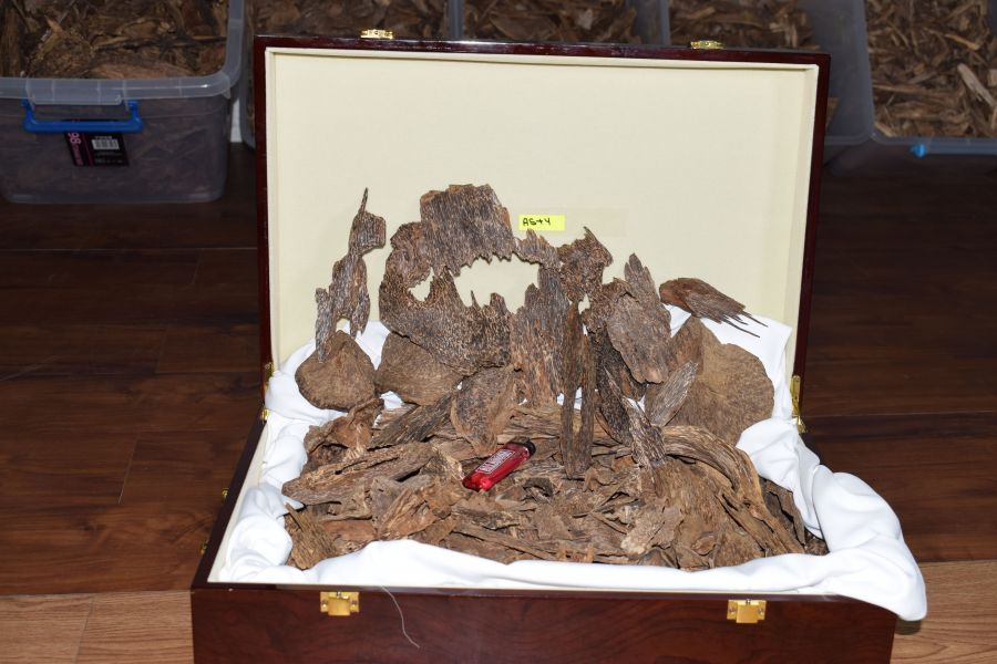 عود ماليزي دبل سوبر الازرق