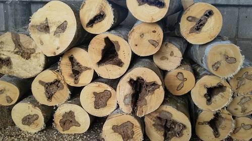 طريقة استخراج العود