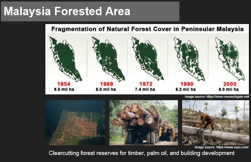 العود الماليزي,قطع الاشجار العود الماليزي,قطع الاشجار