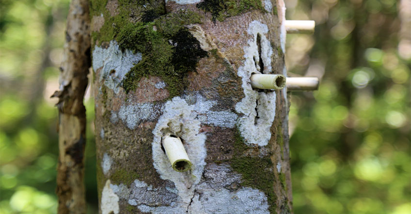 Thai stick oil Thai Agarwood