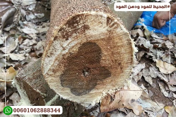  استخراج العود