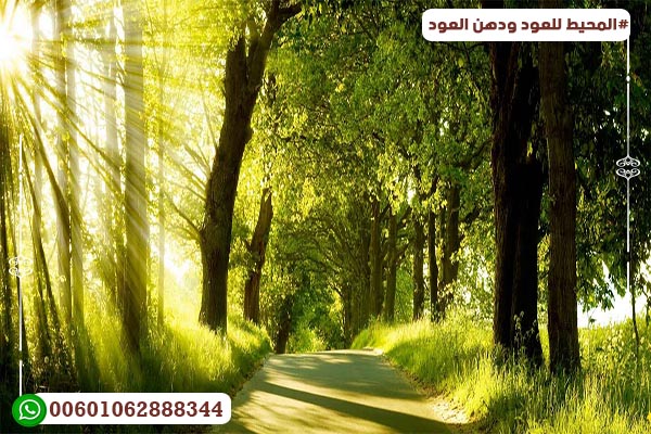 Agarwood trees Agarwood trees