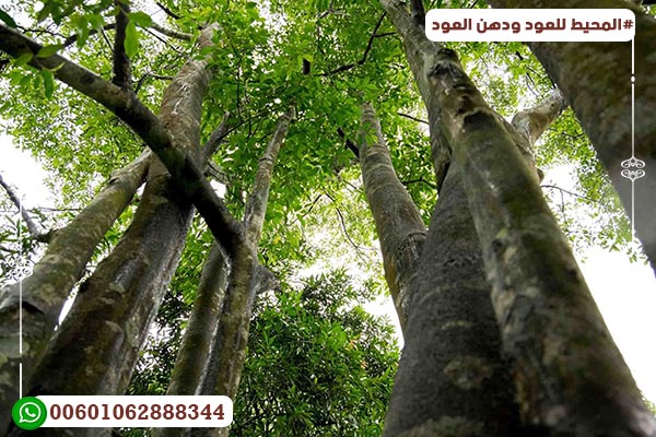 Agarwood trees