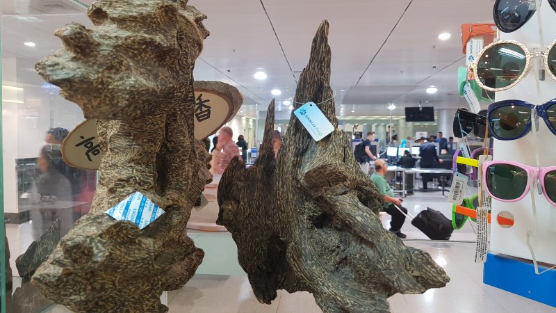 العود الفيتنامي العود الفيتنامي